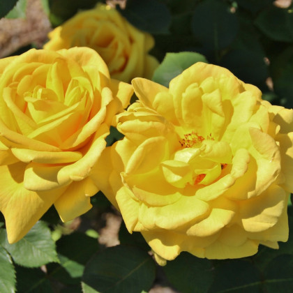 Růže záhonová žlutá - Rosa - prostokořenné sazenice - 1 ks