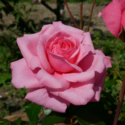 Růže záhonová tmavě růžová - prostokořenné sazenice - 1 ks