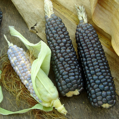 Kukuřice Negro Cine - Zea mays - semena - 15 ks