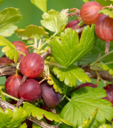 Angrešt červený - Ribes uva-crispa - prostokořenné sazenice angreštů - 1 ks