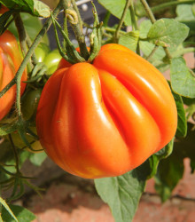 BIO Rajče Coure di Bue oranžové - Solanum lycopersicum - bio semena - 8 ks