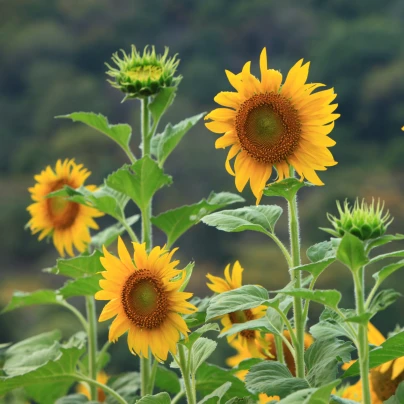 BIO Slunečnice Sunspot - Helianthus annuus - bio semena - 8 ks