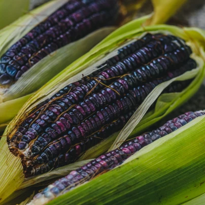 BIO Kukuřice cukrová Tortilla - Zea mays - bio semena - 20 ks