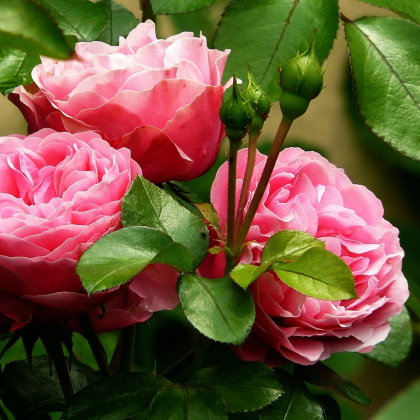 Růže velkokvětá pnoucí růžová - Rosa - prostokořenné sazenice - 1 ks