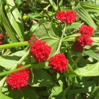 Merlík hlavatý - Chenopodium capitatum - semena - 200 ks