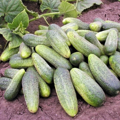 Okurka Ornello F1 - Cucumis sativus - semena - 30 ks