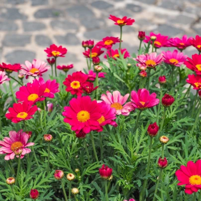 Kopretina Robinson růžová směs - Tanacetum coccineum - semena - 100 ks