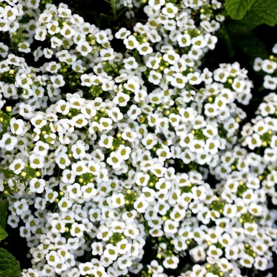 Tařicovka Snow Crystal - Lobularia maritima - semena - 200 ks