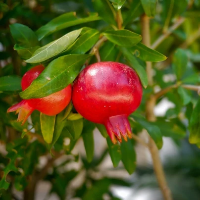 Granátové jablko - Punica granatum - semena - 5 ks