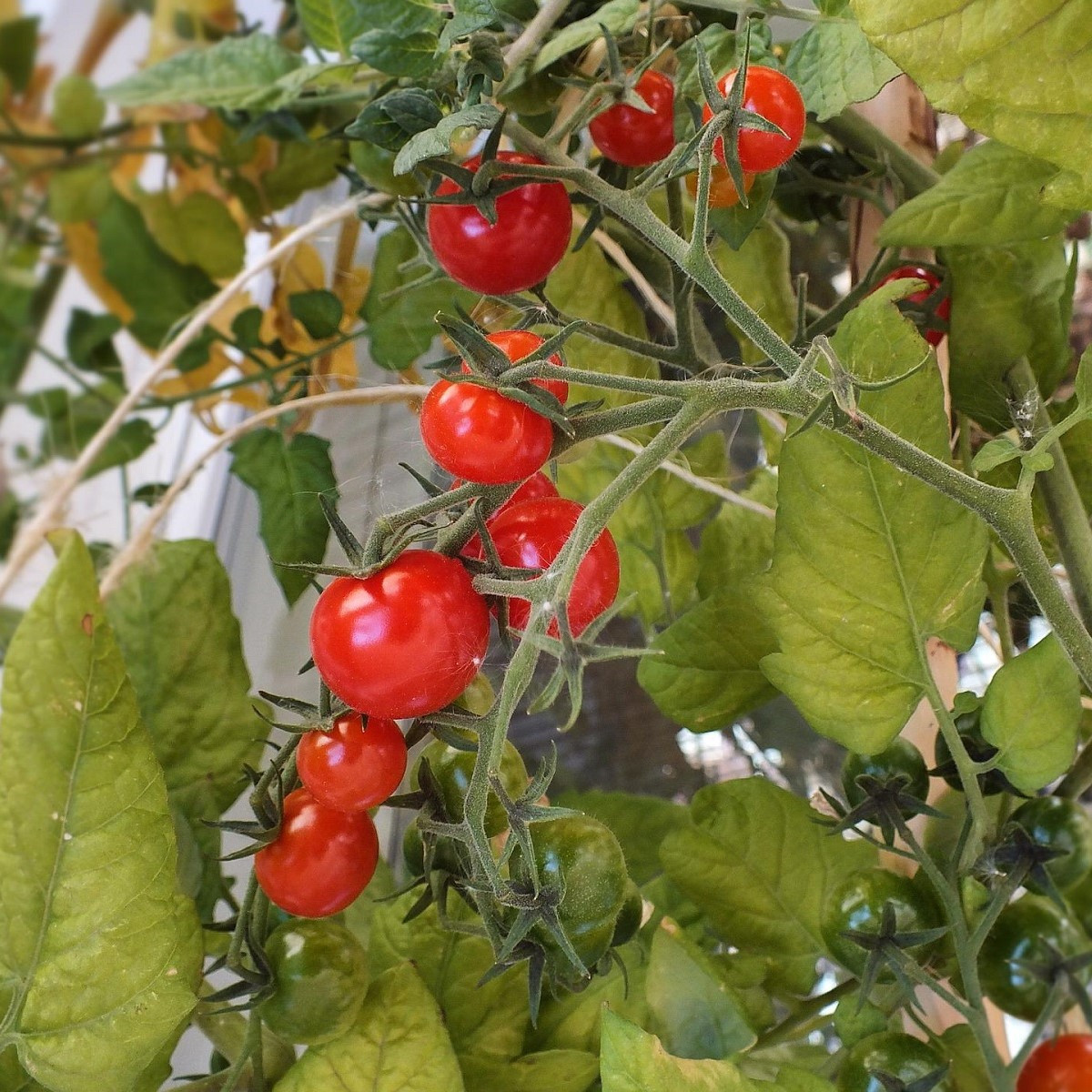 Rajče Mini - Solanum lycopersicum - semena - 20 ks