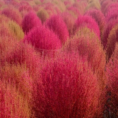 Bytel metlatý - Kochia trichophylla - semena - 100 ks