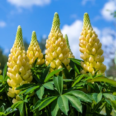 Lupina žlutá - Lupinus polyphyllus - prostokořenné sazenice - 1 ks