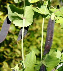 Hrách fialový Blauwschokker - Pisum sativum - semena - 25 ks