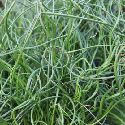 Sítina rozkladitá Spiralis - Juncus effusus - semena - 20 ks