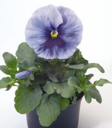 Violka Inspire stříbřitě modrá s okem F1 - Viola x wittrockiana - semena - 20 ks