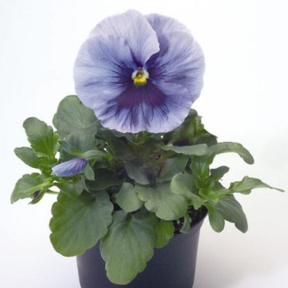 Violka Inspire stříbřitě modrá s okem F1 - Viola x wittrockiana - semena - 20 ks
