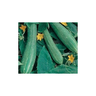 Salátová okurka - Cucumis sativus - semena - 25 ks