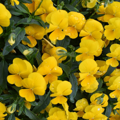 Maceška převislá Cool Wave Golden Yellow F1 - Viola x wittrockiana - semena - 10 ks