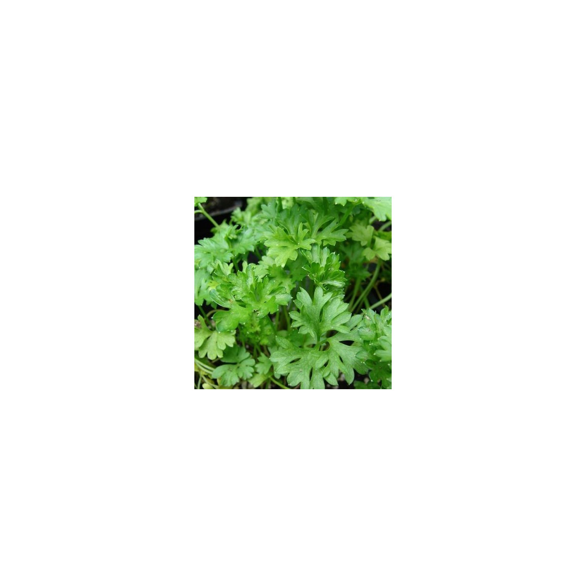 Petržel naťová kadeřavá - Petroselinum crispum convar - semena - 1 g