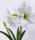 Hvězdník Mont Blanc - Hippeastrum - cibuloviny - 1 ks