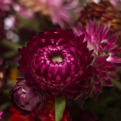 Smil listenatý Purple - Helichrysum bracteatum - semena - 300 ks