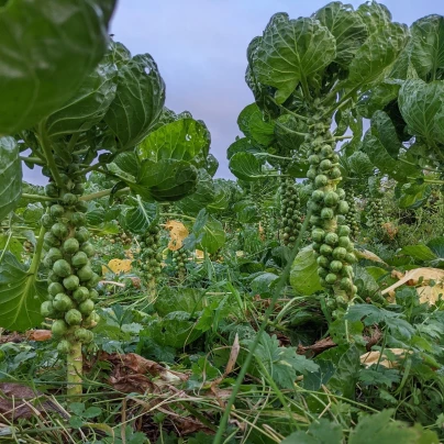 Kapusta růžičková Casiopea - Brassica oleracea - semena - 400 ks