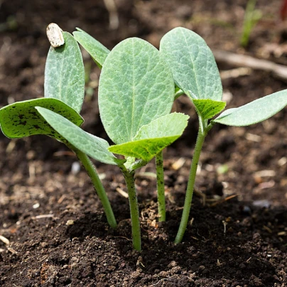 Tykev fíkolistá k roubování - Cucurbita ficifolia - semena - 10 ks