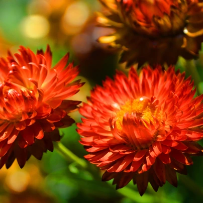 Slaměnka červená - Helichrysum bracteatum - semena - 500 ks