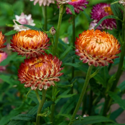 Slaměnka bronzová - Helichrysum bracteatum - semena - 500 ks