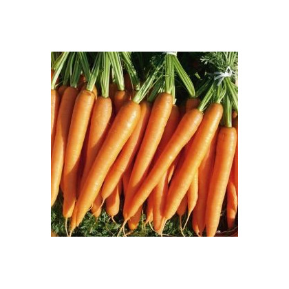Mrkev F1 Laguna - Daucus carota - semena - 0,3 g