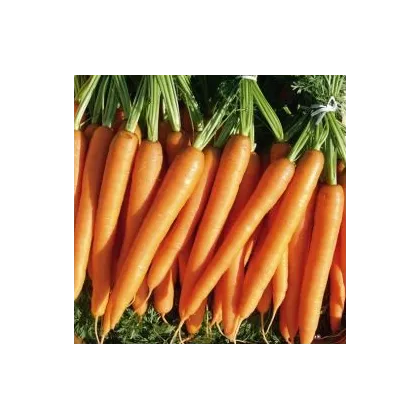 Mrkev F1 Laguna - Daucus carota - semena - 0,3 g