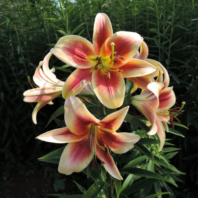 Lilie Debby - Lilium - cibuloviny - 1 ks