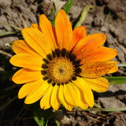 Gazánie Kiss Yellow F1 - Gazania rigens - semena - 12 ks