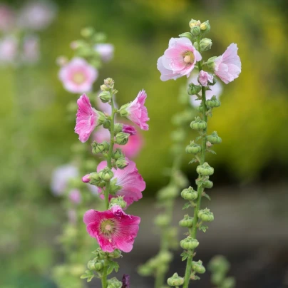 Topolovka plnokvětá růžová - Alcea rosea - semena - 0,4 g