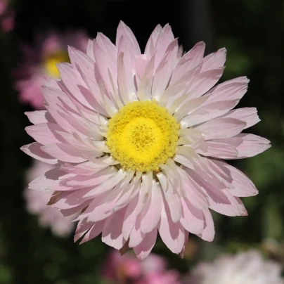 Časovka suchomážditá - Rhodanthe manglesii - semena - 100 ks