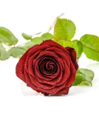 Růže - sazenice