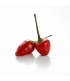 Mini odrůdy paprik
