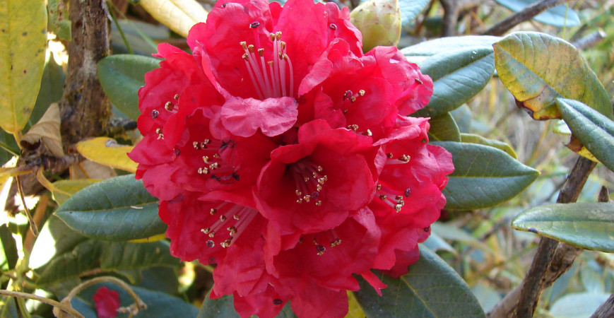 Stálezelené rododendrony jsou perlou zahrady, jak je pěstovat? 