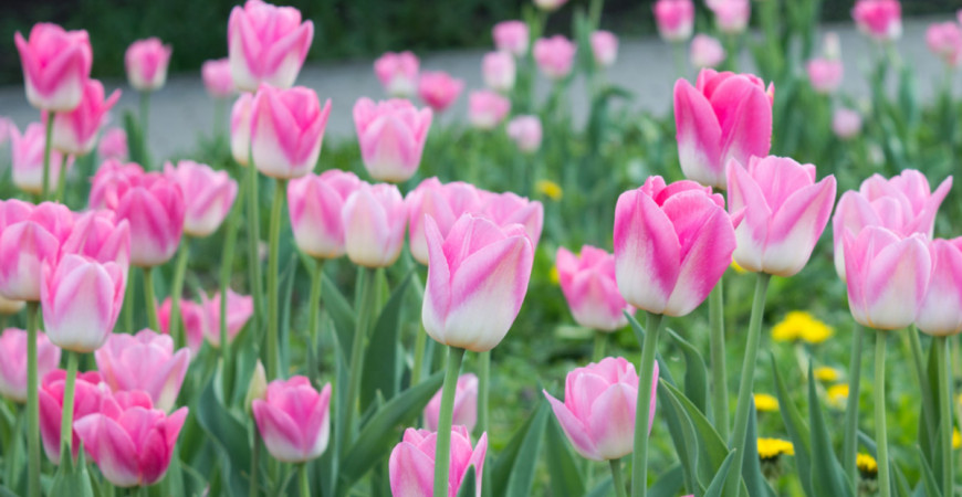 Vznešená ozdoba jarních záhonů i kytic - tulipány, jak je pěstovat?