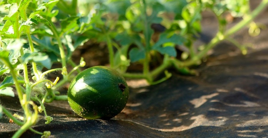 Zkusili jste pěstovat meloun, ale nepodařilo se vám ho sklidit?
