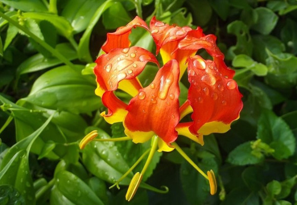 Glorióza – nádherná, vznešená rostlina