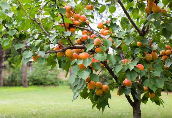 Pěstujeme ovocné stromy - meruňky