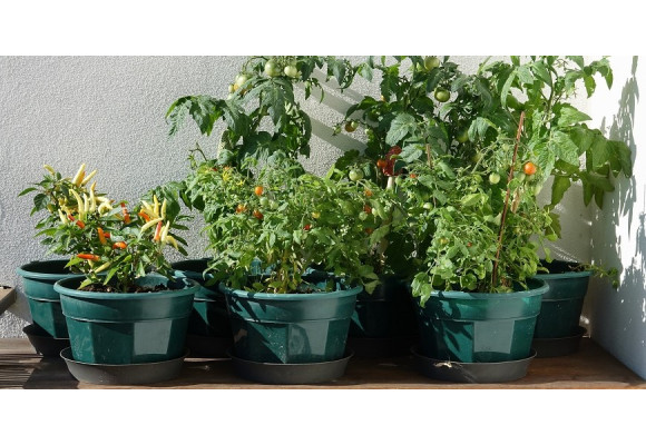 Pěstování rajčat a paprik na balkoně