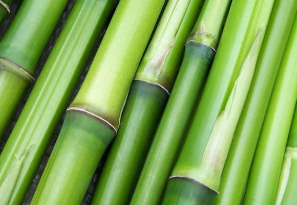 Obří solitér i jako živý plot - pěstujte bambusy 