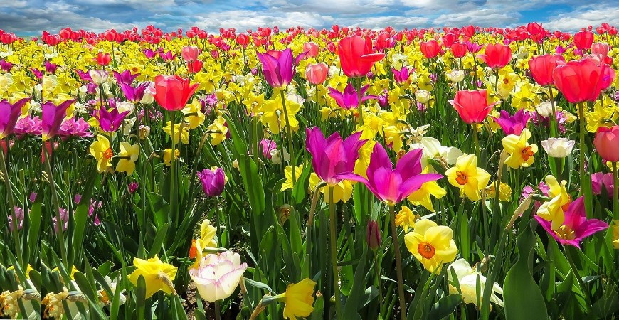 K jaru patří květy tulipánů, narcisek a modřenců