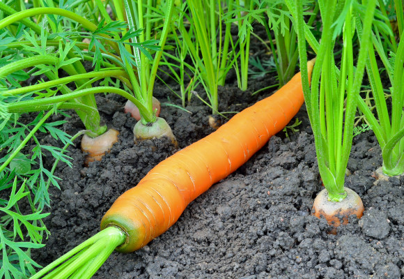 Víte, jaký je rozdíl mezi karotkou a mrkví? A jak mrkev vůbec pěstovat?