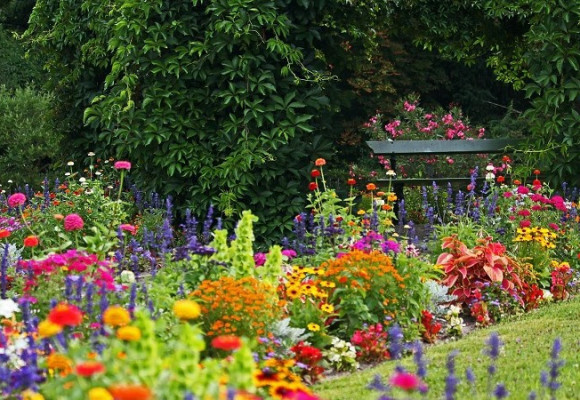 Přilákejte do zahrady včely, čmeláky a motýly kvetoucími rostlinami